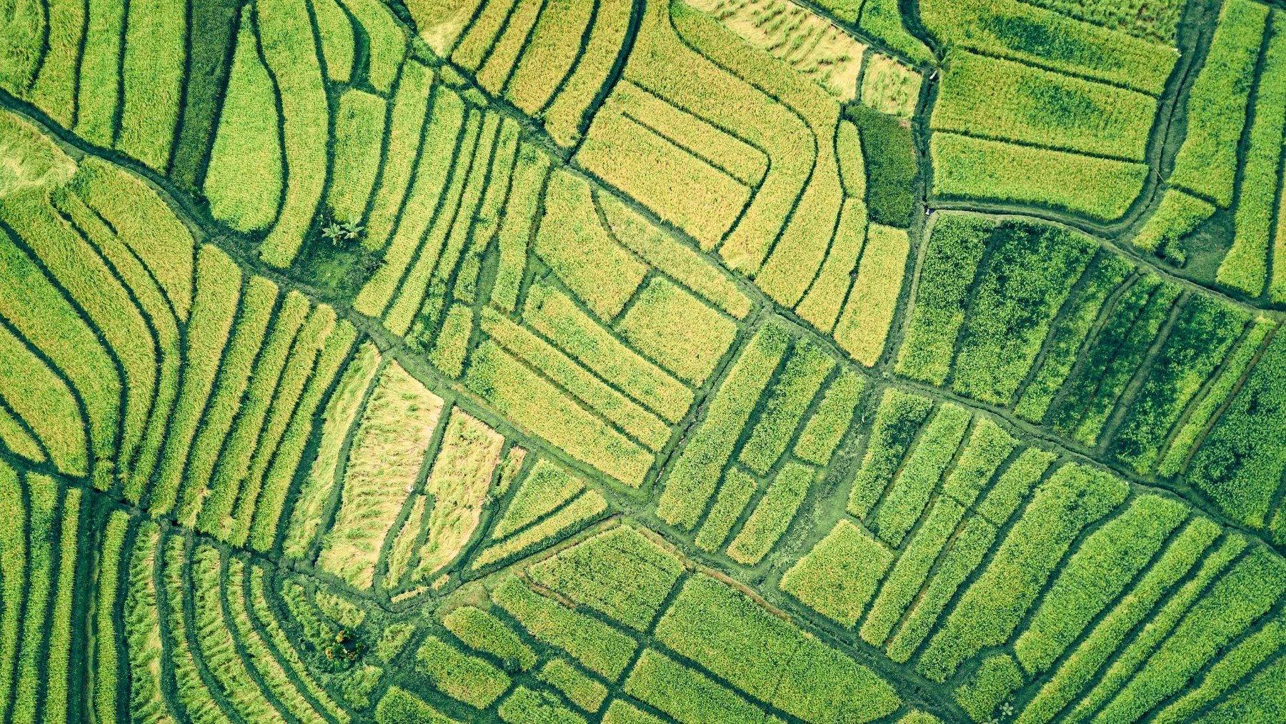 Terreno de lavoura de arroz visto de cima, com canais e taipas