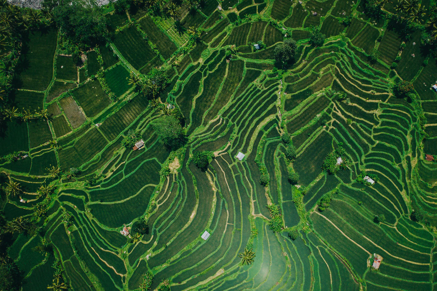 Terraços de arroz vistos de cima, com níveis bem definidos