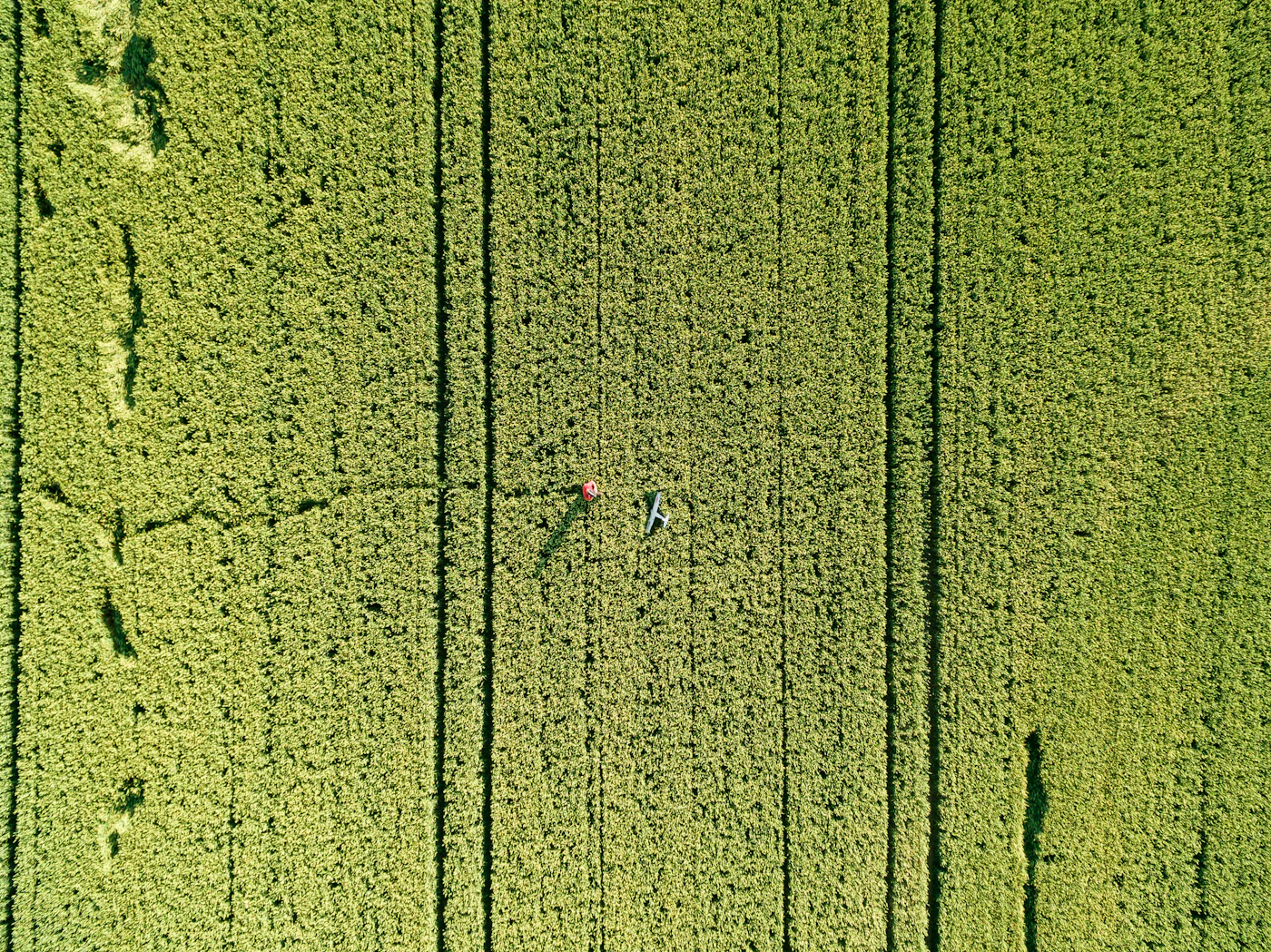 Lavoura verde vista de cima, com linhas de cultivo